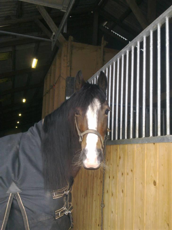 Welsh Pony af Cob-type (sec C) Sharona billede 16