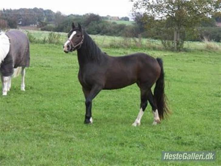 Welsh Pony af Cob-type (sec C) Sharona billede 17