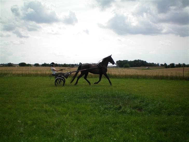 Traver My hella . billede 14