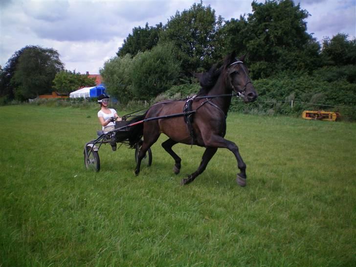 Traver My hella . billede 15