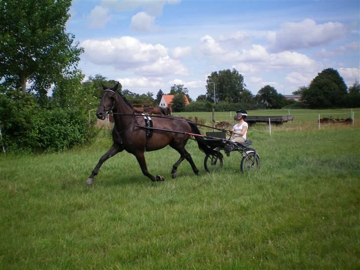 Traver My hella . billede 16