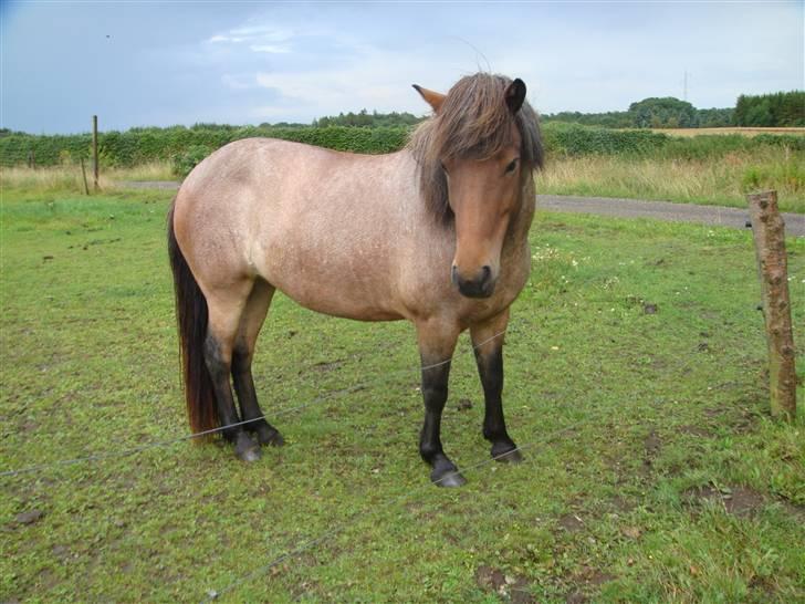 Islænder Lóa fra Alkenbjerggaard - loa om sommeren rigtig pæn /NYT billede 14