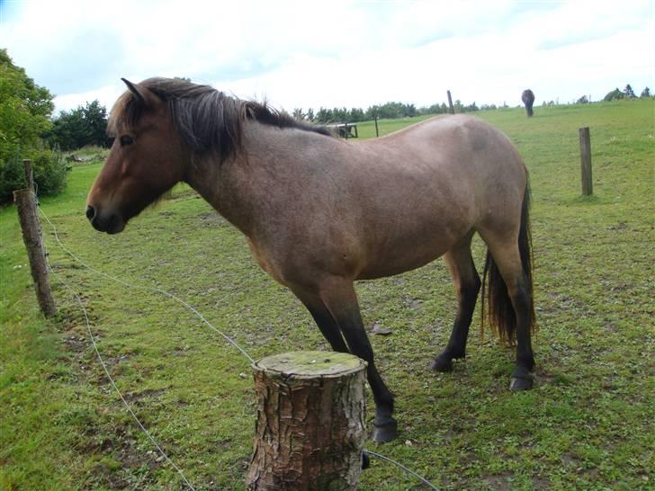 Islænder Lóa fra Alkenbjerggaard billede 15