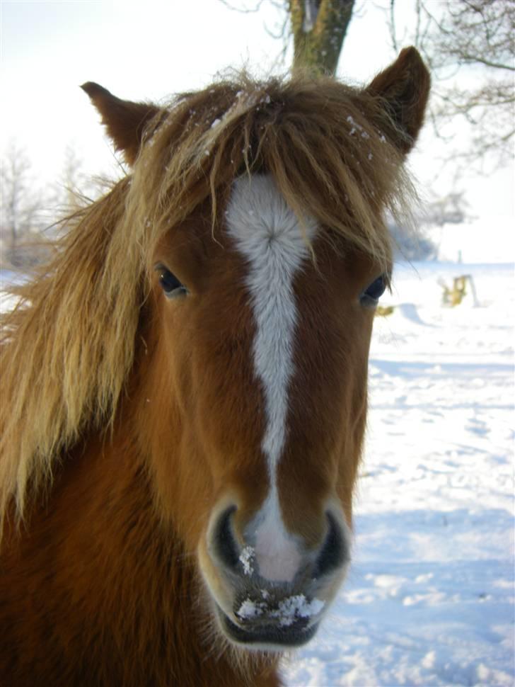 Islænder Blesa fra Dannevang billede 1