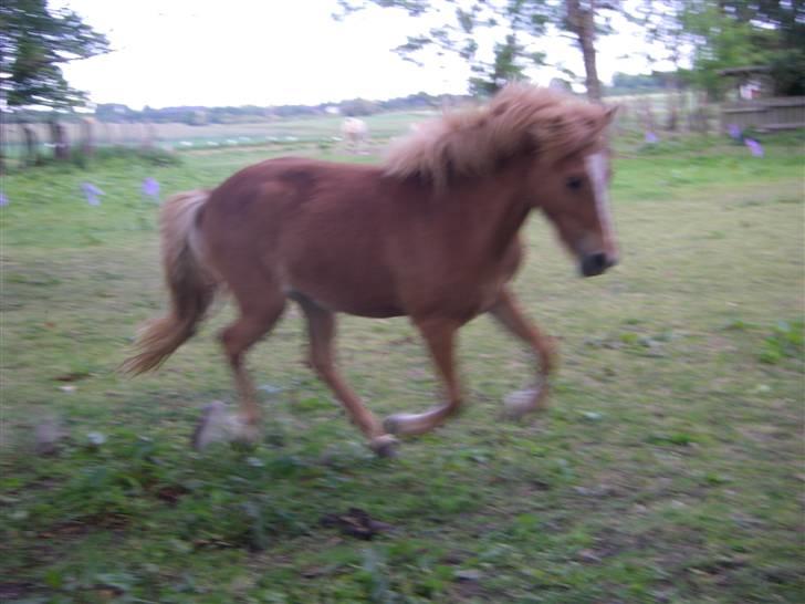 Islænder Blesa fra Dannevang - velkommen til Blesas profil.. Negative kommentarer vil blive slettet. billede 2