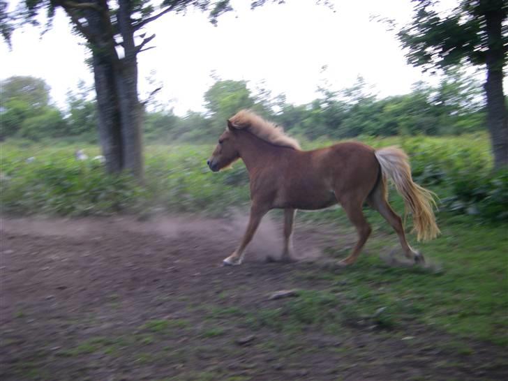 Islænder Blesa fra Dannevang billede 3
