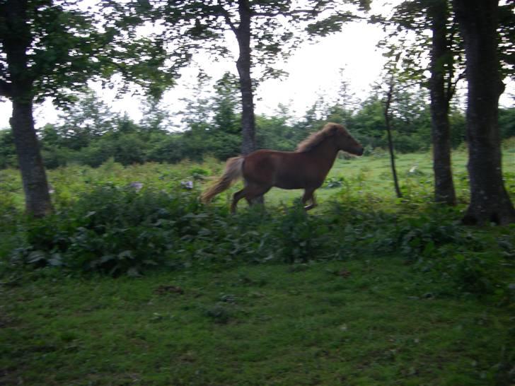 Islænder Blesa fra Dannevang billede 4
