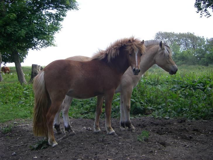 Islænder Blesa fra Dannevang billede 5