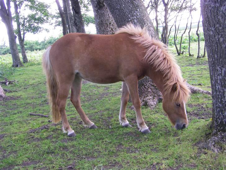 Islænder Blesa fra Dannevang billede 6