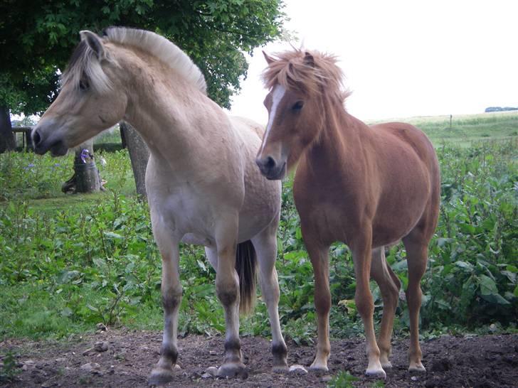 Islænder Blesa fra Dannevang billede 7