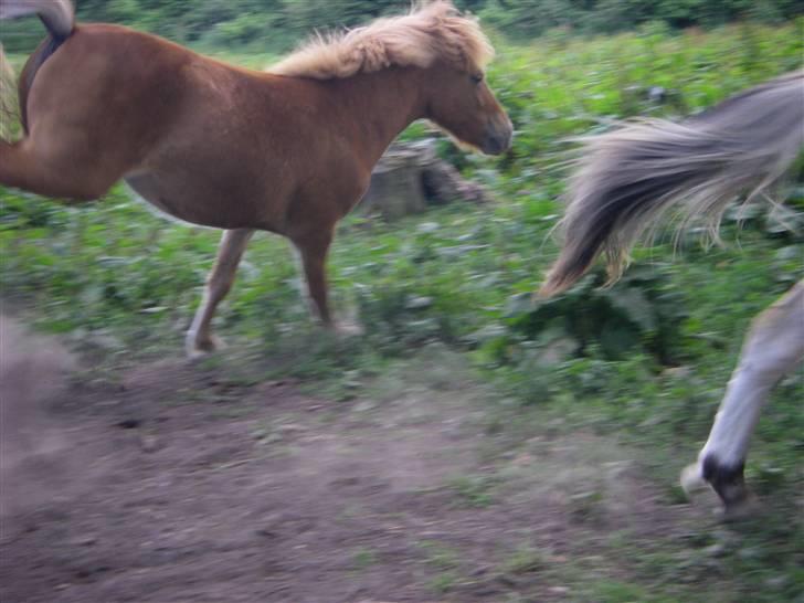 Islænder Blesa fra Dannevang billede 8