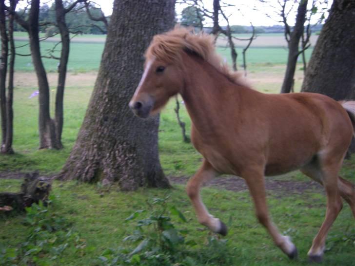 Islænder Blesa fra Dannevang billede 9