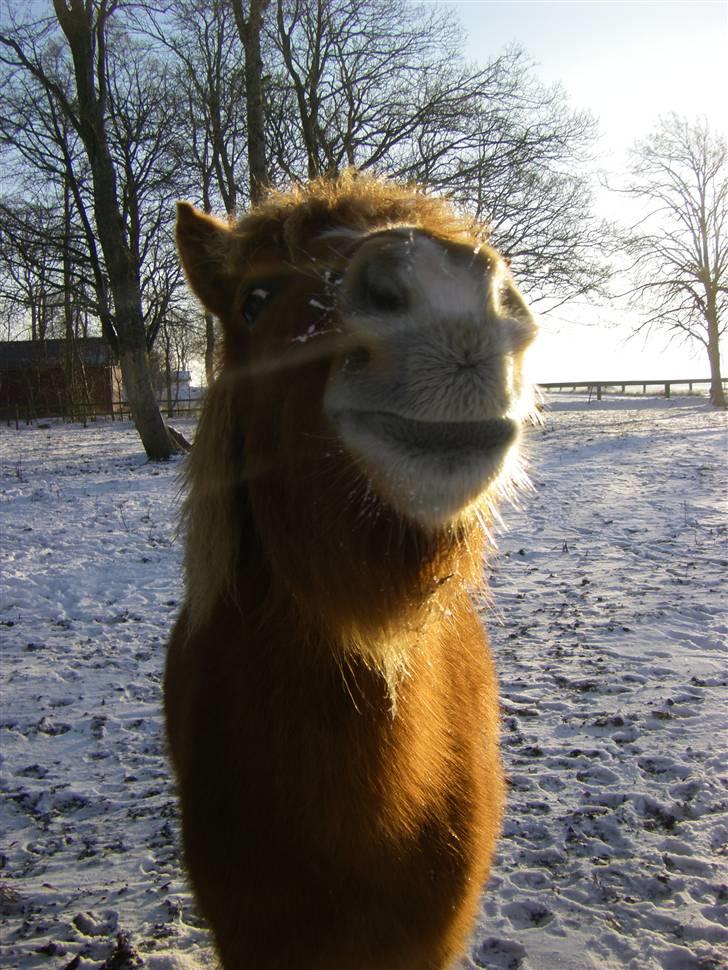 Islænder Blesa fra Dannevang billede 12