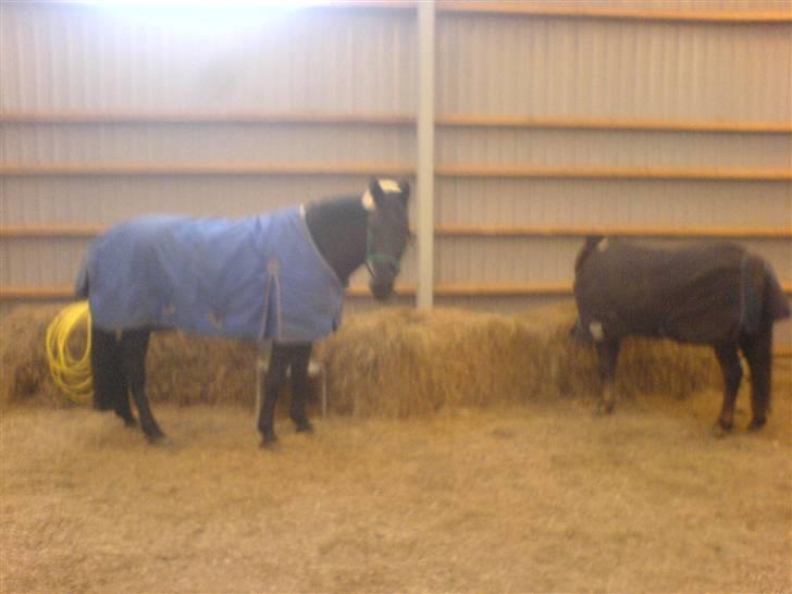 Anden særlig race Domingo - Domingo og han bedste ven hygger i hallen;) billede 19