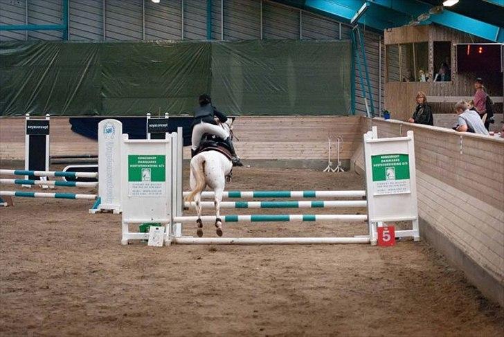 Knabstrupper Lafú *Solgt* - Show stævne Sønderborg La cup finale 1.plads ;-)<33 billede 8