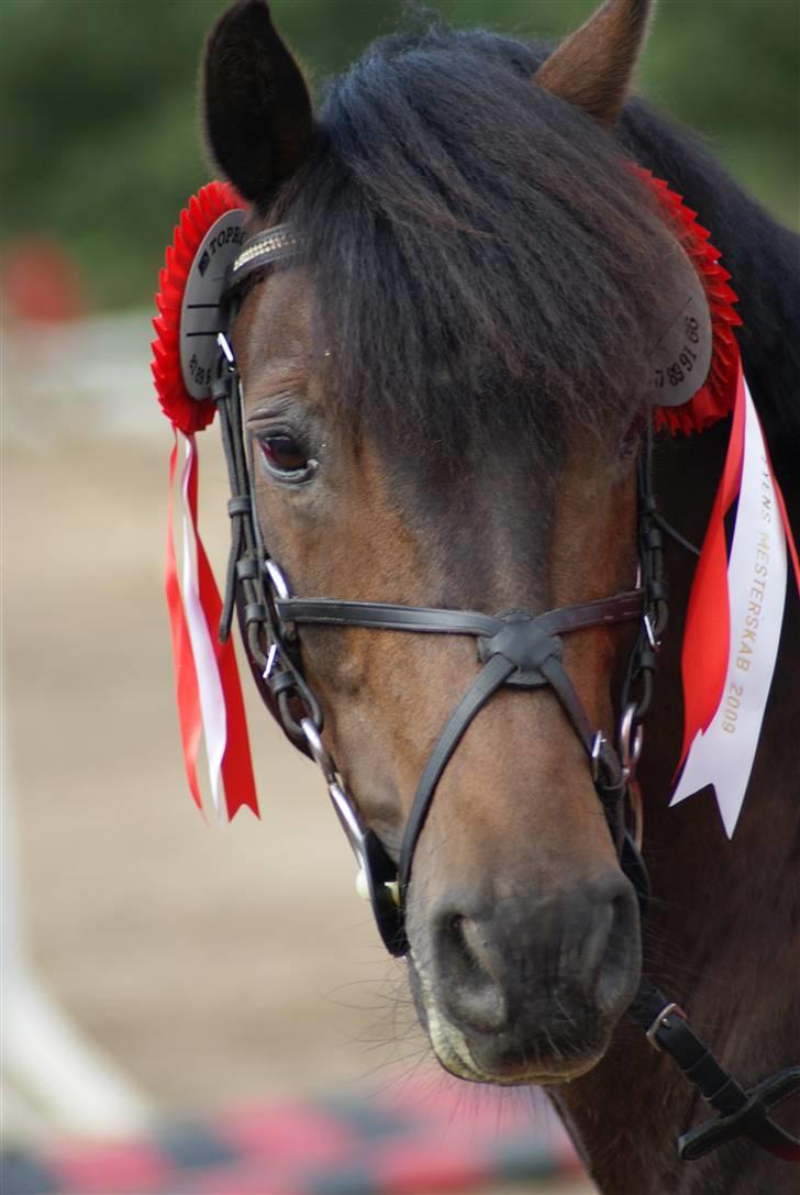 Anden særlig race Mystery Man (SOLGT) - Smukke Pony.. til fyns for hold <3 Foto:Linnea billede 18