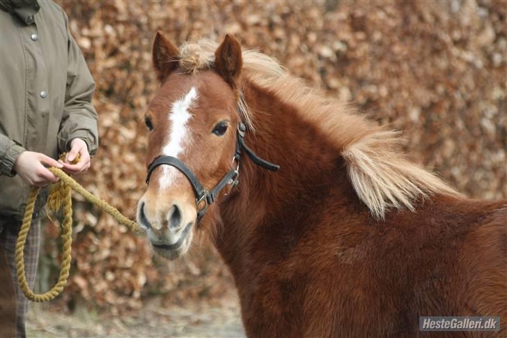 Anden særlig race Bob - 1-VELKOMMEN TIL BOB´S ROFIL LIG GERNE EN KOMMENTAR billede 1