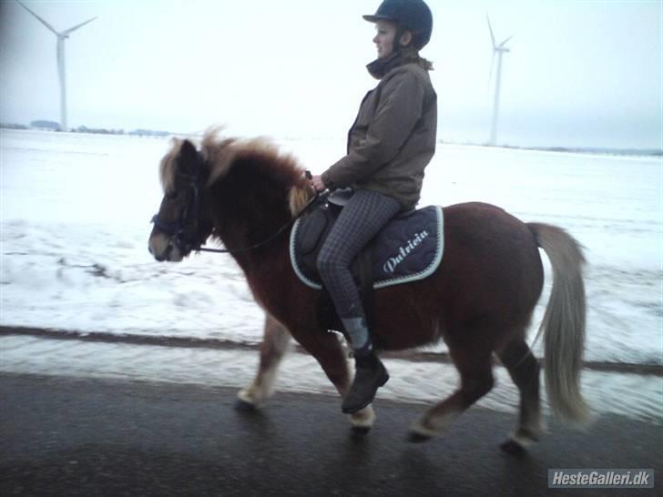 Anden særlig race Bob - 2-MIG OG BOB SAMMEN EN DEJLIG RIDE TUR billede 2