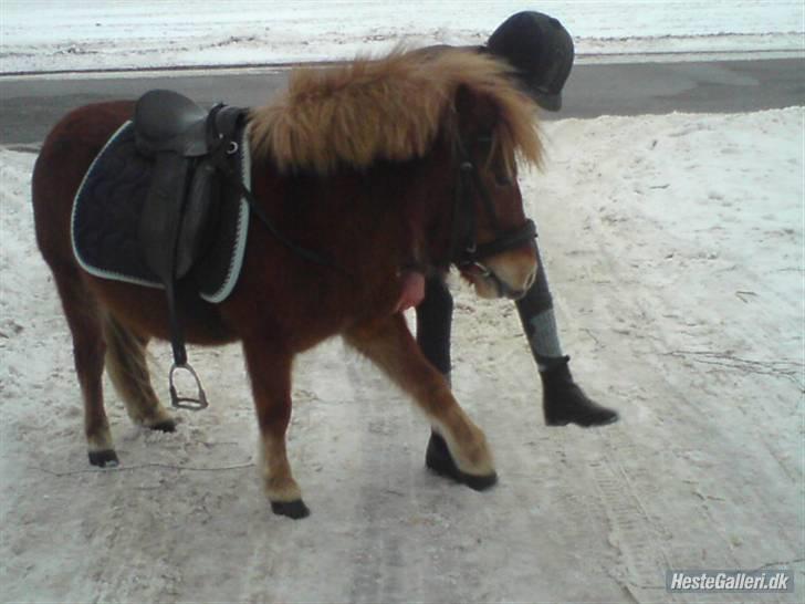 Anden særlig race Bob - 5-brothers with different mothers billede 3