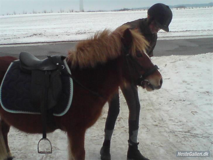 Anden særlig race Bob - 5-BOB OG MIG. "NUSSE HOVED" billede 4