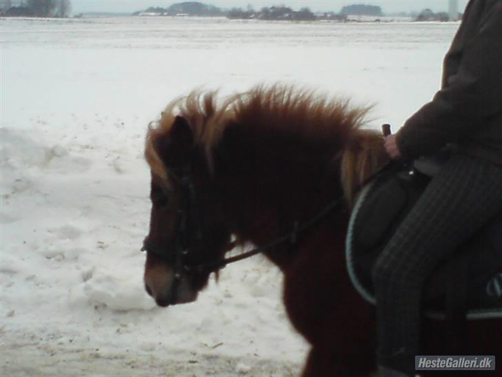 Anden særlig race Bob - 6-BOB DIT FJOLLE DYR billede 5