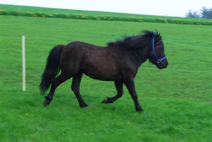 Anden særlig race Mini Max <3 *SOLGT :s* billede 2