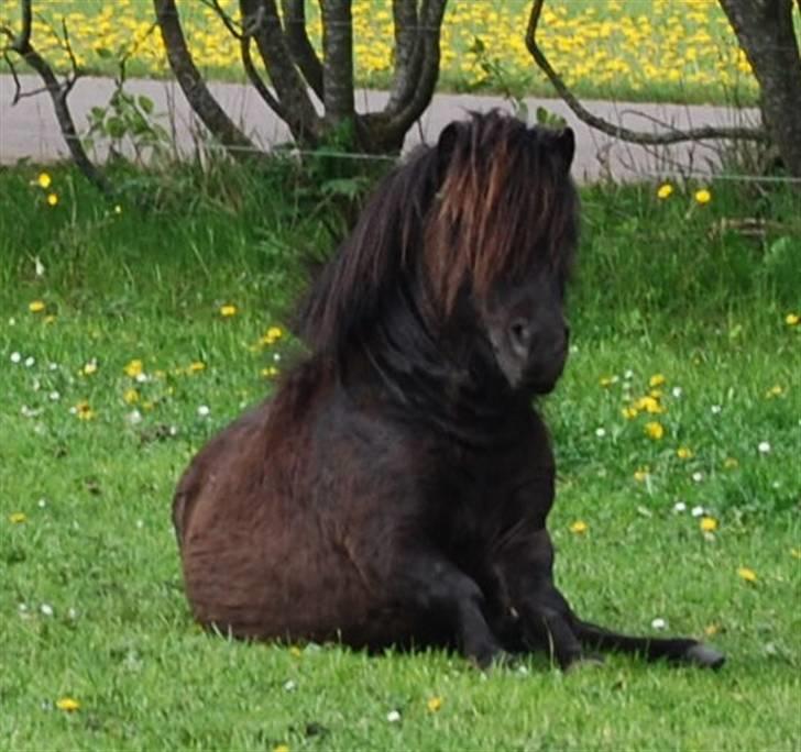 Anden særlig race Mini Max <3 *SOLGT :s* - "Hm, her sidder jeg egentlig godt" :-D Sommeren 2009. billede 3