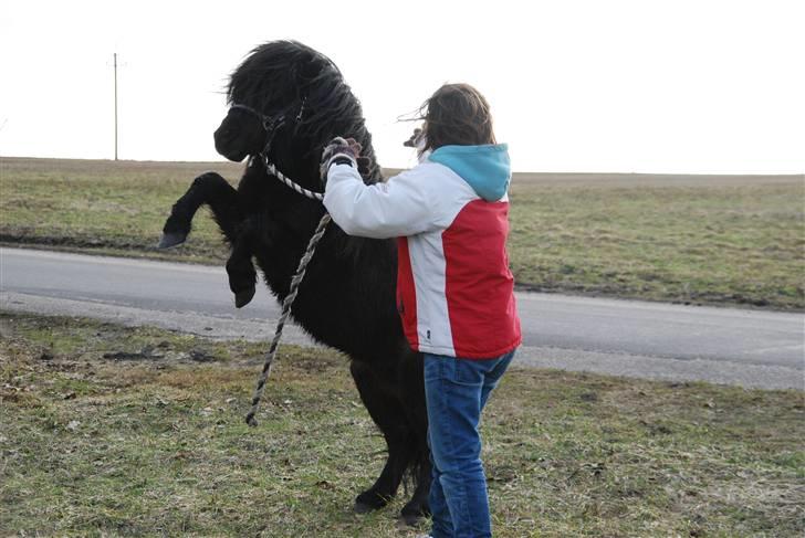 Anden særlig race Mini Max <3 *SOLGT :s* - Mini Max kan stejle på kommando :o) Her stejler han sammen med mig :b 23. marts 2010 billede 4