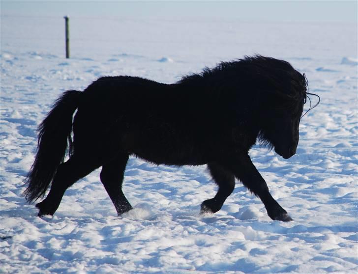 Anden særlig race Mini Max <3 *SOLGT :s* - Lækre dyr, gaaal han kan spadsere :-D Januar 2010! billede 5