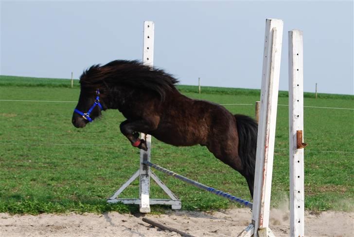 Anden særlig race Mini Max <3 *SOLGT :s* - Mini Max er faktisk ret god til at springe :o) Foråret 2009. billede 6