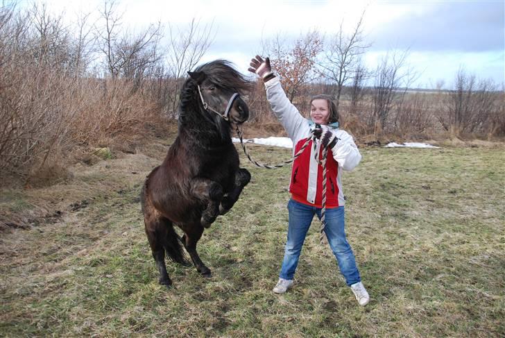 Anden særlig race Mini Max <3 *SOLGT :s* - Mini Max kan stejle på kommando :o) Her stejler han sammen med mig :b 23. marts 2010 billede 10