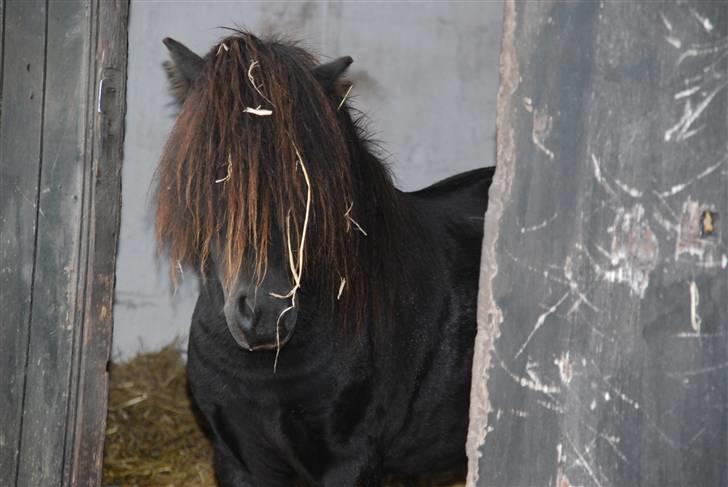 Anden særlig race Mini Max <3 *SOLGT :s* - Mini Max august 2008 :o) Gammelt billede, han er bare så nuser herpå :b <3 billede 11