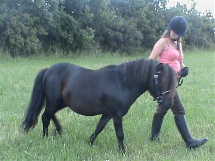 Anden særlig race Mini Max <3 *SOLGT :s* - Beklager kvaliteten. Mini Max og jeg træner lidt "gå pænt" i sommeren 2009. billede 12