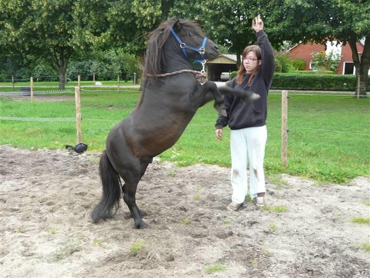Anden særlig race Mini Max <3 *SOLGT :s* - Stine og Mini Max træner ´stejl´ fra jorden af :o) billede 13