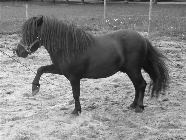 Anden særlig race Mini Max <3 *SOLGT :s* - Mini Max er god til spanske skridt, her er første fase til tricket :o) billede 14