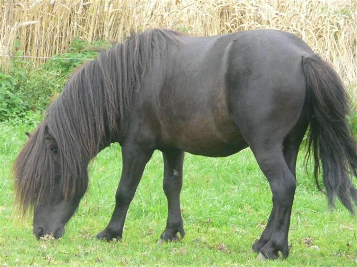 Anden særlig race Mini Max <3 *SOLGT :s* - Lækkermås <3 billede 15