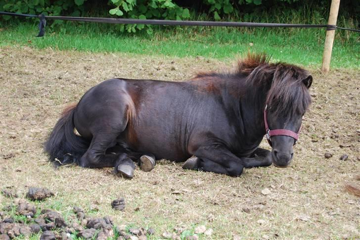 Anden særlig race Mini Max <3 *SOLGT :s* - puttegøj :´) <3 billede 16