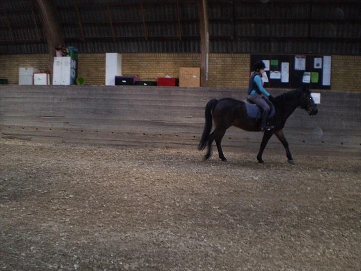 Anden særlig race Charlie *Elevpony*(Har redet) - Nr. 5  billede 5