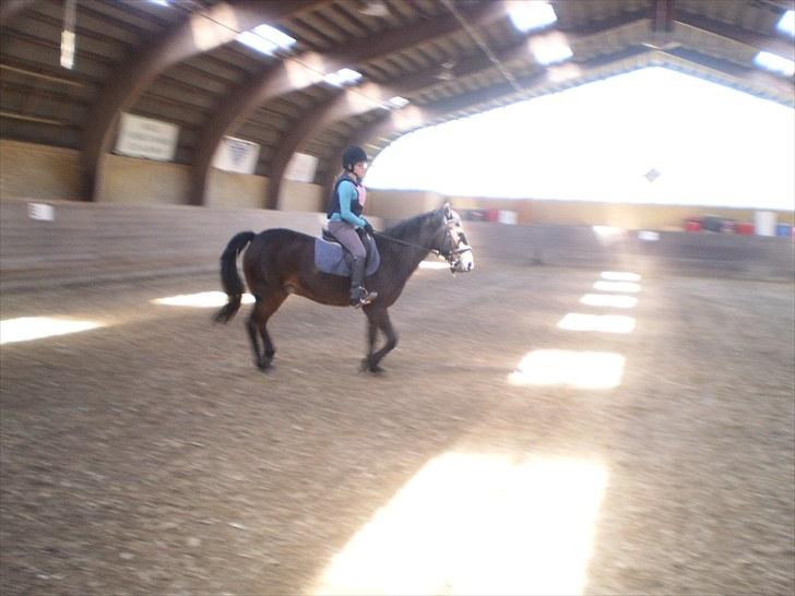 Anden særlig race Charlie *Elevpony*(Har redet) - Nr, 6 Vi traver derudaf :)  billede 6