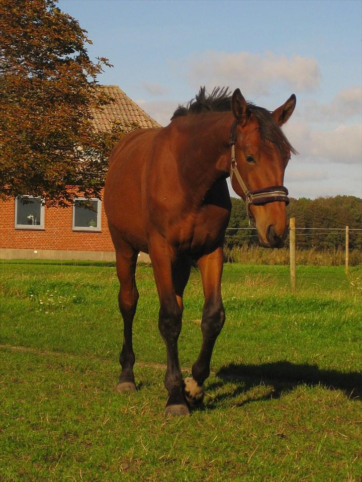 Anden særlig race Nymarksgaards. Armarni - Armani på 1 år billede 1