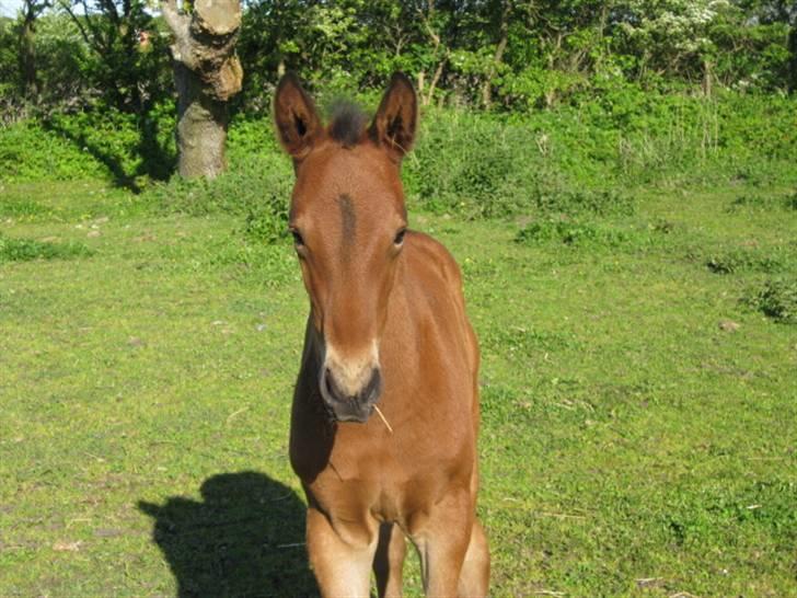 Anden særlig race Nymarksgaards. Armarni billede 2