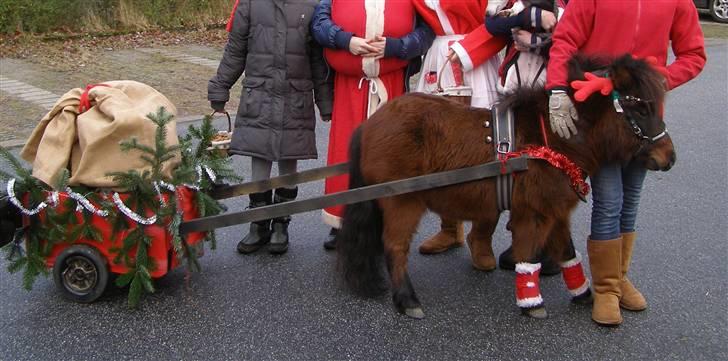 Miniature Søglimt's Zavan - Lillemand som rensdyr til juleoptog d. 5. december 09 :D billede 18