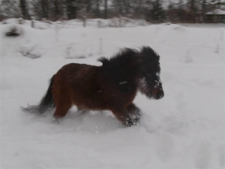 Miniature Søglimt's Zavan - Lillemand i sneen - sne über alles xD billede 19