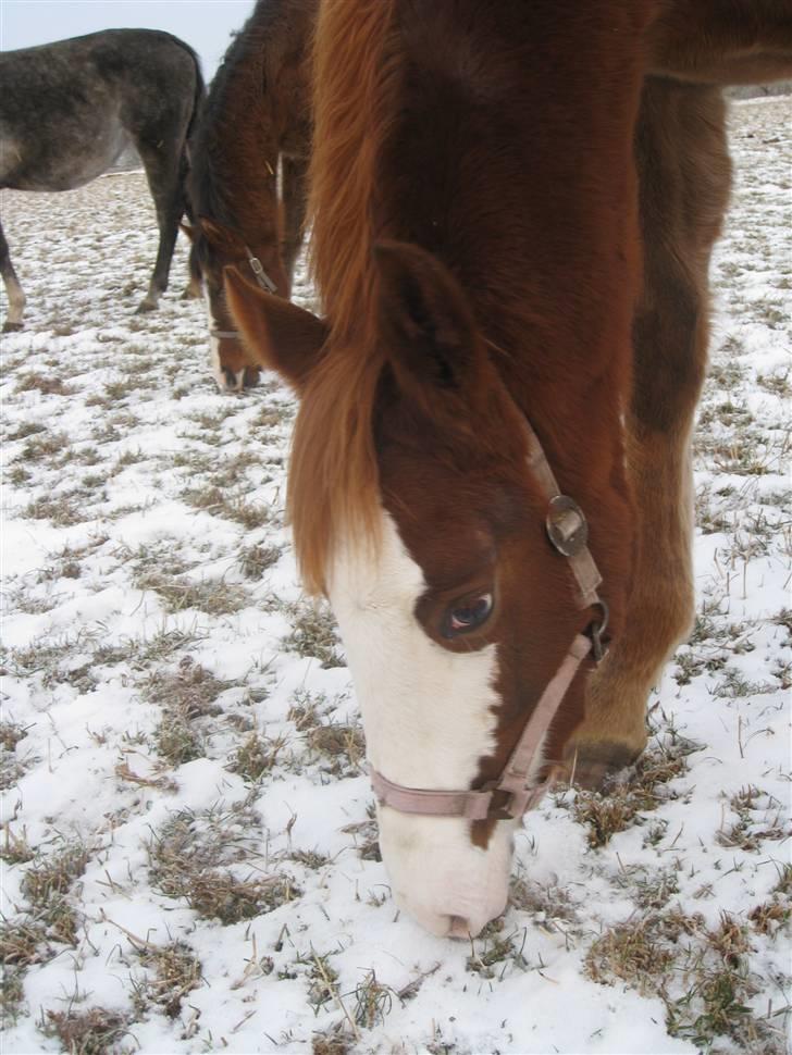 Anden særlig race Larsmindes Aviaja billede 15