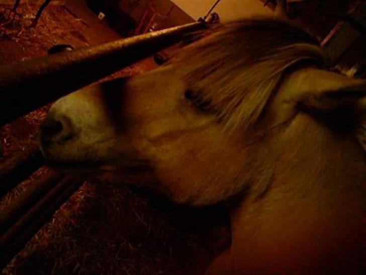 Fjordhest Spartacus - boksbillede - han er dejlig <3 billede 16