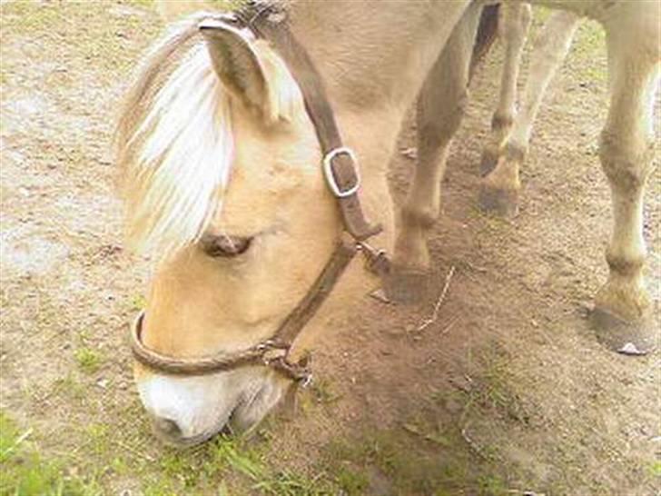 Fjordhest Spartacus - smukt <3 billede 17