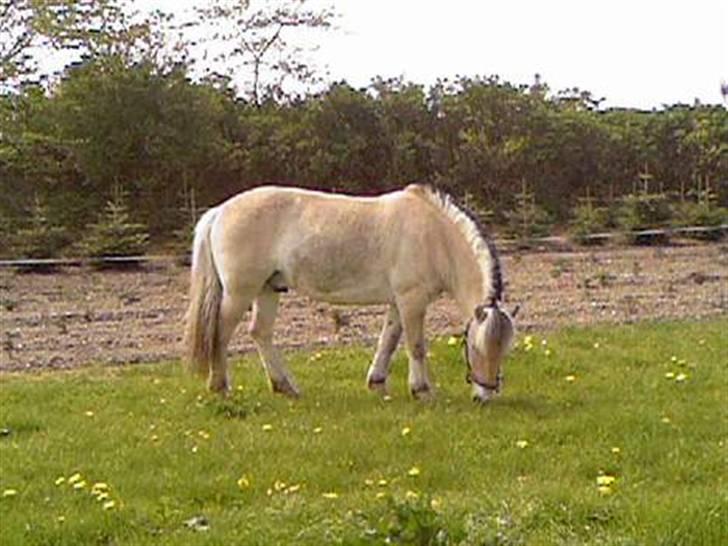 Fjordhest Spartacus - sommeren 2008 billede 13