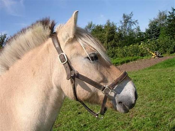 Fjordhest Spartacus - iih max  billede 19