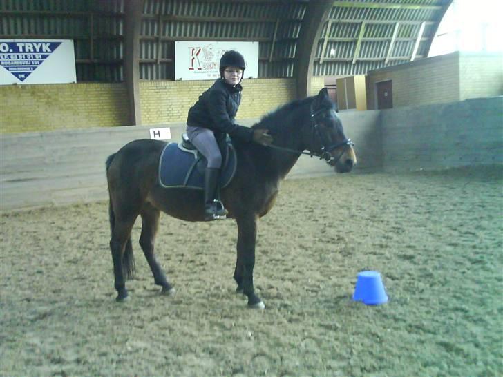 Anden særlig race Charlie *Elevpony*(Har redet) - Nr. 12 Klap klap elsker dig Charlie  billede 12