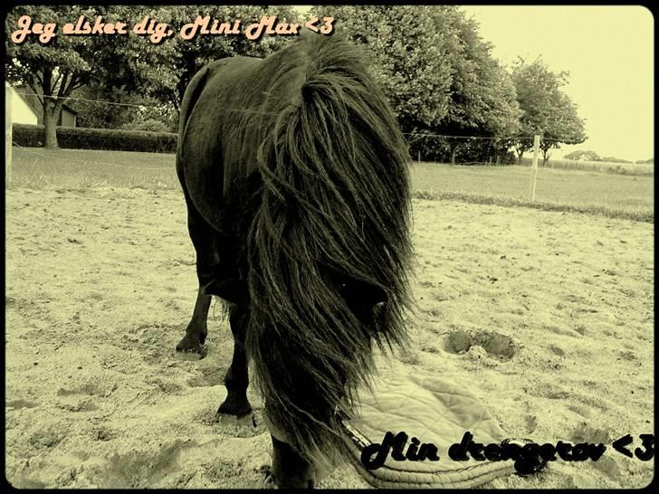 Anden særlig race Mini Max <3 *SOLGT :s* - ih, så smuk han er <3 billede 18